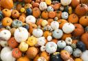 Where to pick your Halloween pumpkin in Cumbria (PA)