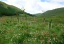 HEDGES: Volunteers wanted for planting in High Borrowdale