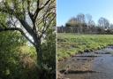 FATE: (Left) is one of the two Cut-leafed hornbeams ,(right) what the Deer Park site looked like as of March.