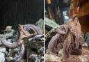 Brainy octopus escaped quarantine to hunt for crabs