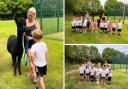 Alpacas visit Rockcliffe School