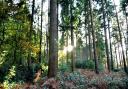 NDA announces funding of £200,000 for England's newest community forest