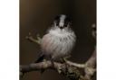 Long tailed tit by Paul Messenger