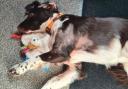 Rox, the sprocker spaniel two weeks after being attacked
