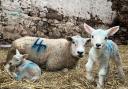 Elizabeth Johnston shared this picture of lambing season at Appleby