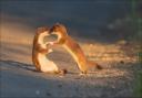 Carrie Calvert's image of two stoats fighting at Castle Carrock