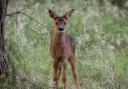 Roe deer fawn by Glyn Jones Photography
