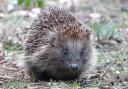A British hedgehog