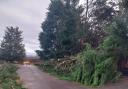 Tree damage at Carlisle Cemetery during Storm Isha