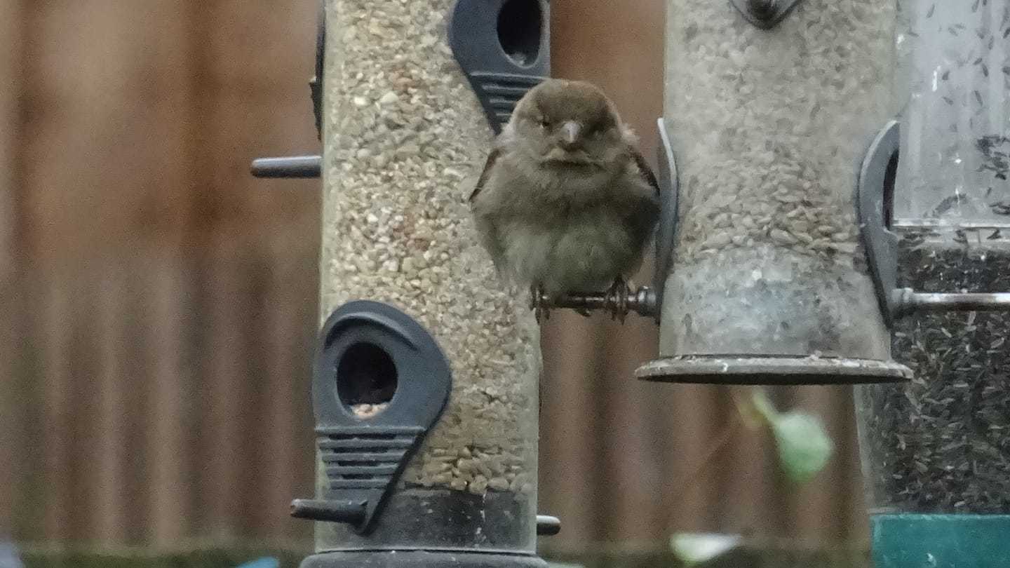 RESTING: Camera club member Susan Farish photographed this fluffed-up sparrow resting on a bird feeder