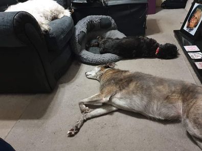 International dogs day Lazy day for my 3 ?? especially on a hot day ... Zara, Ruby, Lily
