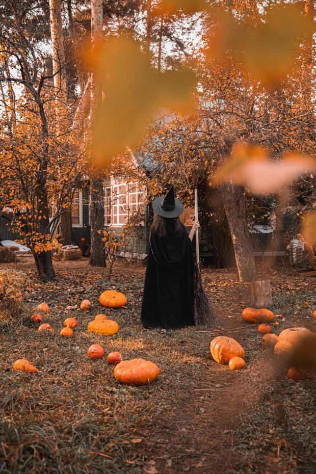 News and Star: Little witch in a field of pumpkins. Credit: Monstera from Pexels
