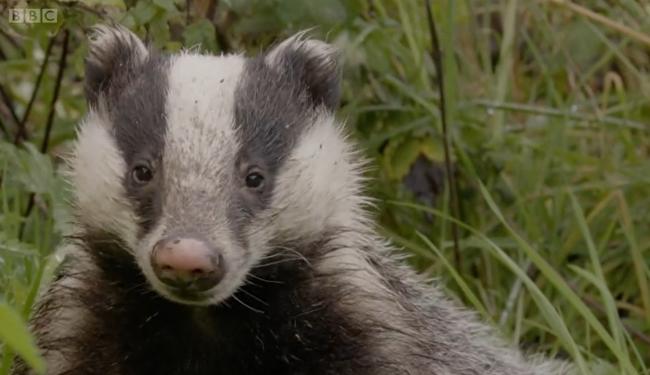 Protected: Badgers are protected by a specific law.