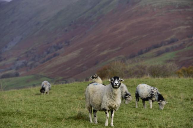 National Sheep Association anger at UK- Australia trade deal