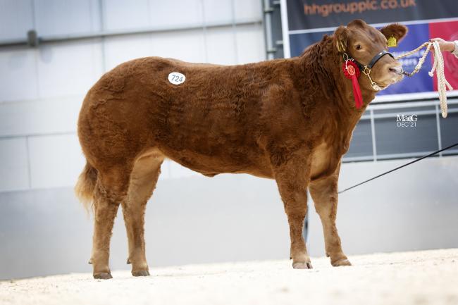 TOP price: Huntershall Rowena sold for 20,000gns