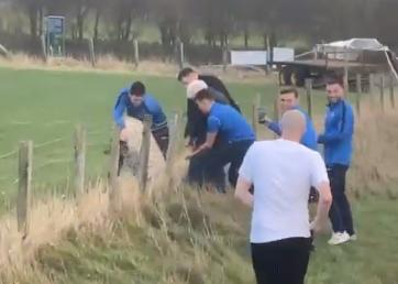 Clitheroe manager Billy Priestley and colleagues free a sheep from barbed wire (image: Clitheroe FC Twitter)