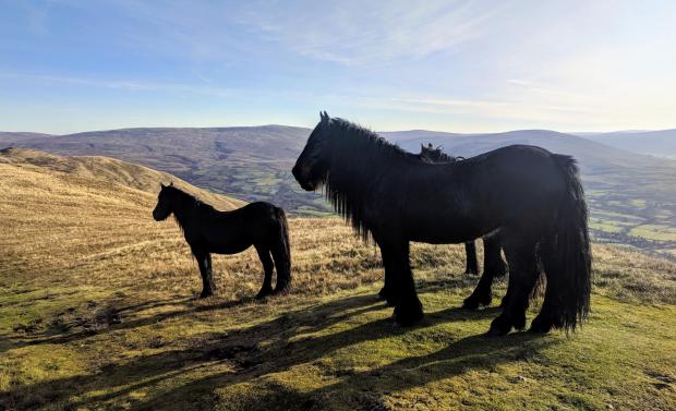 News and Star: Fell Ponies in the Cumbrian Fells