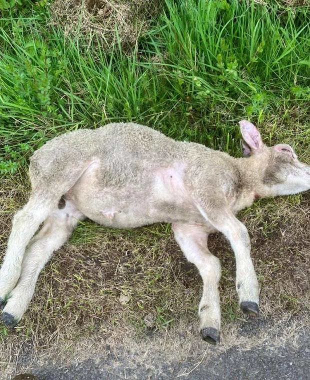 News and Star: DISTRESS: Lamb discovered by farm owners after the incident. 