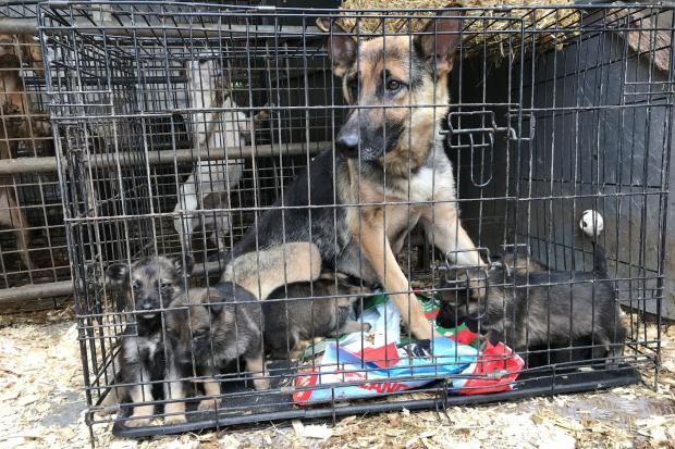 RSPCA: Found five German Shepherd puppies who were infested with worms