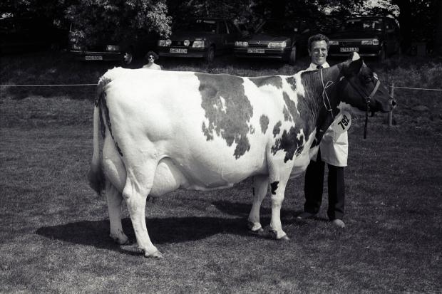 CATTLE: The Champion Ayrshire with John Whiteford of Middle Farm, Brampton at the Cumberland County Show in 1990