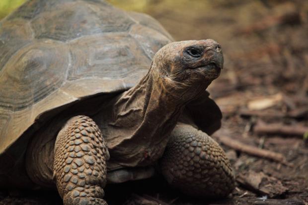 News and Star: Species of tortoise were found to have less senescence (Canva)