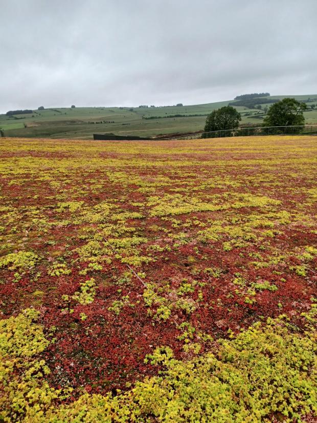 News and Star: The living roof of the new water treatment works