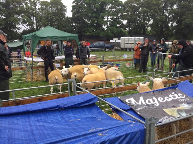 News and Star: Crowds gather as texel sheep are judged inside of the ring PIC: INK Design Print 