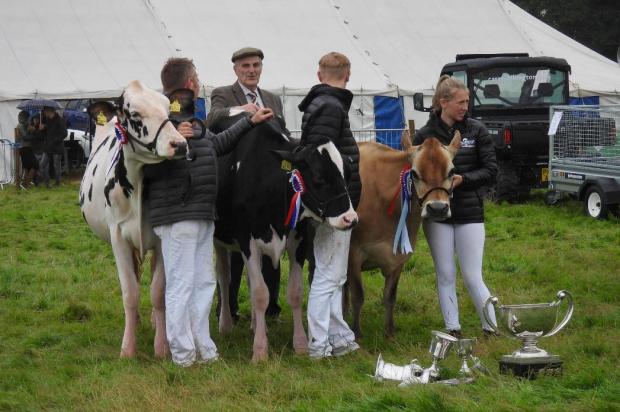 News and Star: Competitors line up as their cows are judged PIC: Rachel Stewart