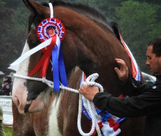 News and Star: Heavy Horse champion 