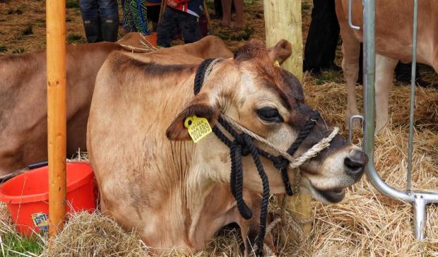 News and Star: A jersey cow takes a break from the days events PIC: Rachel Stewart