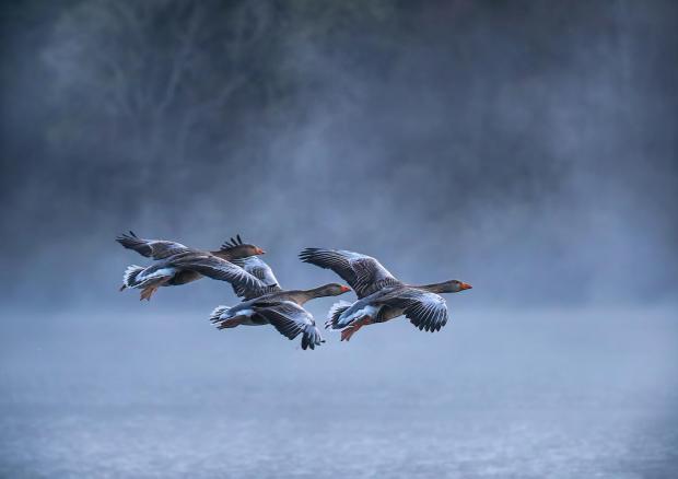 News and Star: Jan Greylag geese coming in to land c_John Macfarlane