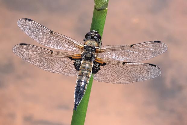 News and Star: Sep Four-spotted chaser dragonfly c_John Cobham