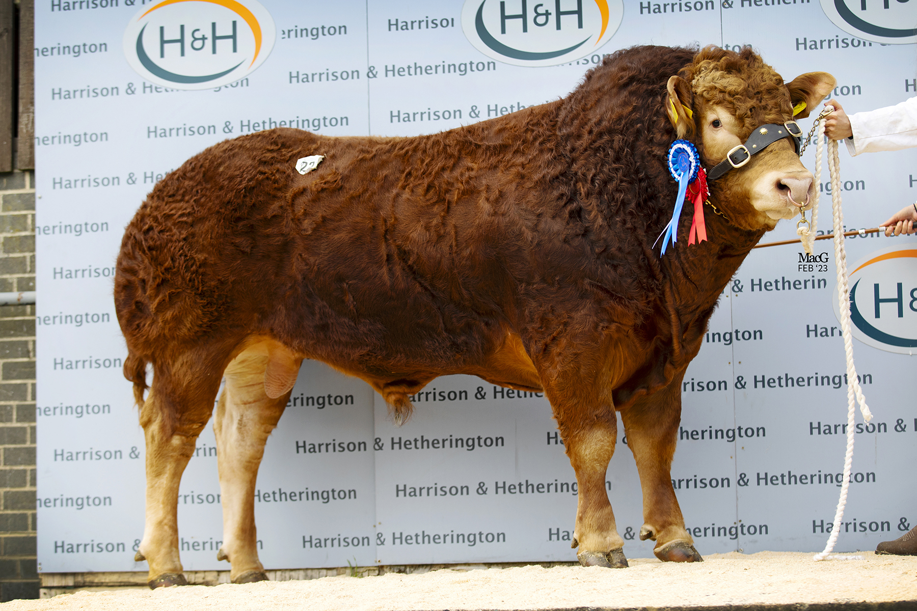 Cumbrian breeder tops the Limousin sale - Vimarsana News