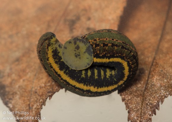 One of the rarest invertebrates found in Dumfries and Galloway - Vimarsana News