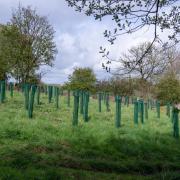 Free tree's available to Cumbrian groups