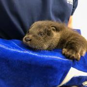 Windy the otter on the mend after found crying and alone