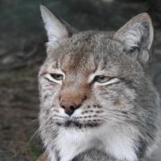 FUR: Eurasian Lynx have a grey coat in winter