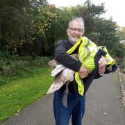 Steve Bulman pictured with the Swan that was rescued at Hammonds Pond Park
