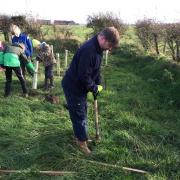 Wigton for Trees volunteers planting trees
