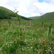 HEDGES: Volunteers wanted for planting in High Borrowdale
