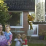 Robin on a seed feeder in a British garden