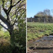 FATE: (Left) is one of the two Cut-leafed hornbeams ,(right) what the Deer Park site looked like as of March.