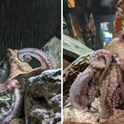 Brainy octopus escaped quarantine to hunt for crabs