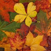 Where to watch the leaves turn brown: 8 woodland walks around Cumbria (Canva)