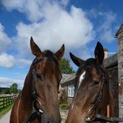 Lucky Speed and Mount Nelson