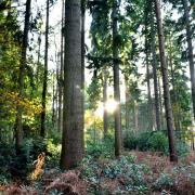 NDA announces funding of £200,000 for England's newest community forest