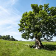 21 per cent of ash trees surveyed by Cumbria County Council were 'severely diseased.'