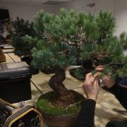 Carlisle Bonsai Club looks to expand after finding new home at Harraby Community Centre