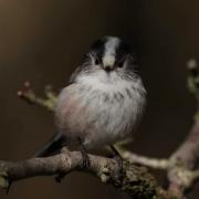 Long tailed tit by Paul Messenger