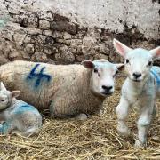 Elizabeth Johnston shared this picture of lambing season at Appleby